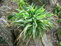 /album/fotogalerie-nabidka/carex-platyphylla-jpg1/